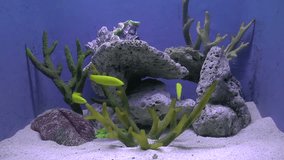 yellow wrasse(Halichoeres) on aquarium with corals, hd clip
