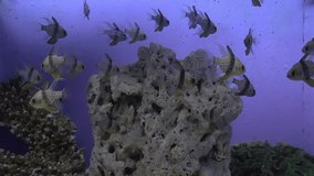 school of pajama cardinalfish on aquarium with corals, hd clip
