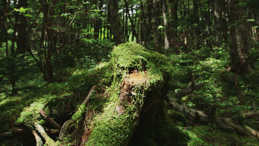 Moss Forest, Northern Yatsugatake, Japan