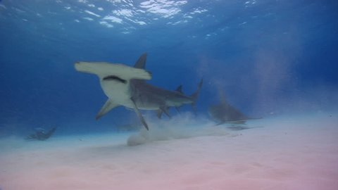 Great Hammerhead feeds off the bottom then another hammerhead comes in to see what is going on.