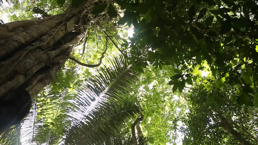 video footage amazon-rainforest peru near iquitos Stock Footage Video ...