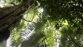 video footage of the Amazon-Rainforest in peru. near Iquitos