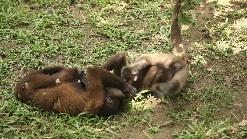 Video Footage Of A Monkey Stock Footage Video 100 Royalty Free Shutterstock