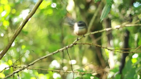 The New Zealand Fantail (Rhipidura fuliginosa) is a small insectivorous bird. The New Zealand's commonest bird holding on a branch and flying around.