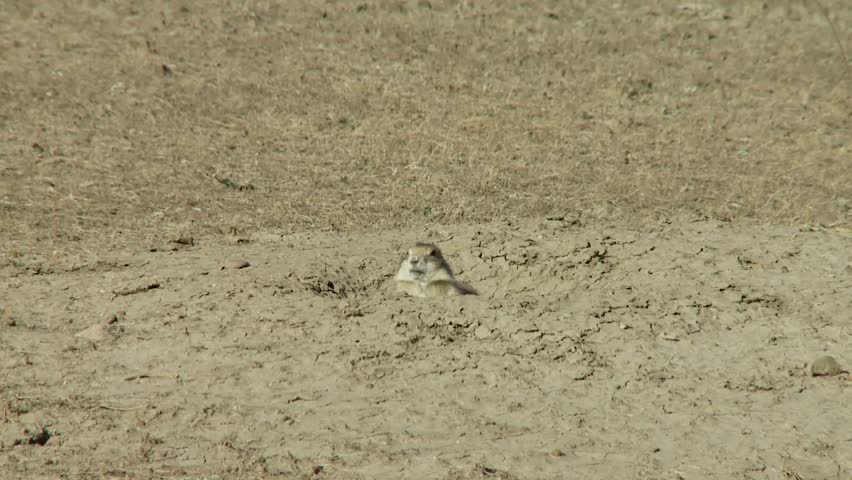 Prairie dog poking out of hole in Saskatchewan plains.