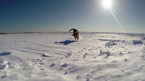 Slow motion footage: funny beagle puppy runs into camera