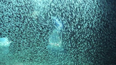 Sunlight illuminates a thick school of silversides, small fish that seasonally aggregate at various sites around Grand Cayman in the Caribbean.