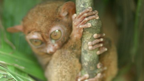 Footage of the Philippine Tarsier taken in Bohol. The animal is clinging to a branch while it observes the world around him. The camera stays on the animal as it reacts to different sounds.