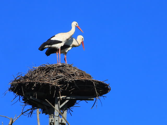 Two storks in a nest 