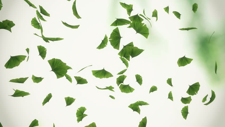 Falling ginkgo leaves - looped animation