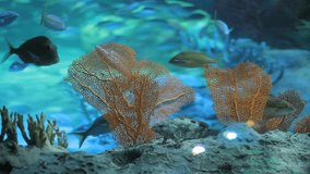 Aquarium with exotic fish 