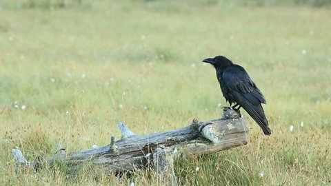 Black Raven perched on branch, fly away in the end
