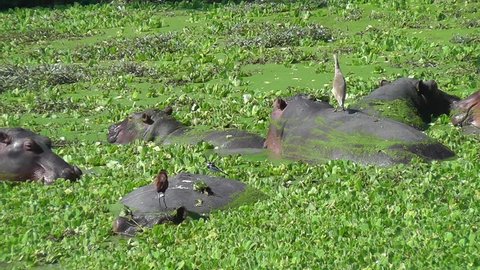 Hippos eating Nile cabbage with a Squacco Heron, African Jacana and an African Pied Wagtail on the back