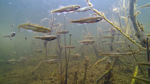 School of Common minnow in a lake in Northern Finland