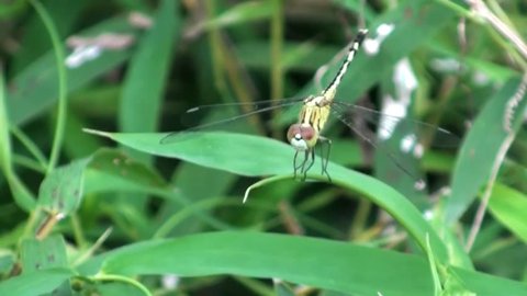 Front macro of a beautiful Dragonfly on a grass stem. Taken in Thailand.
