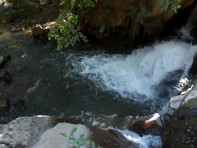 Rainforest with stream flowing through it