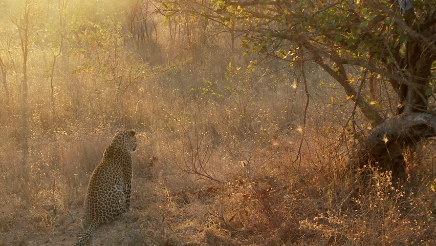 A male leopard sits on his hind legs in the early morning sun turning his head