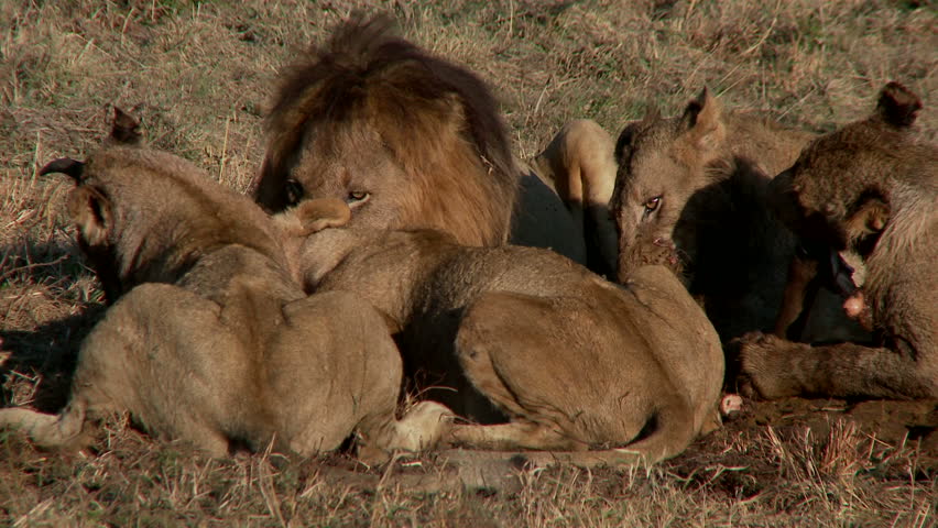 A pride of lions eating a kill