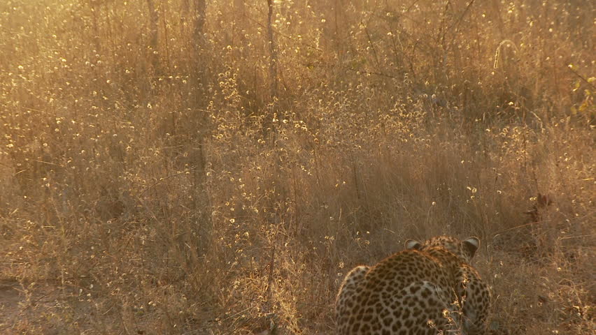 A male leopard stands his ground as a spotted hyena comes into view 