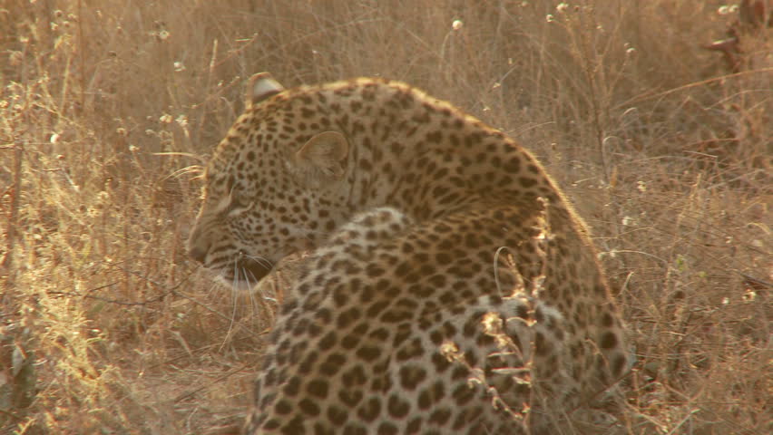 A sitting leopard turns and hisses a warning before beginning to scratch his