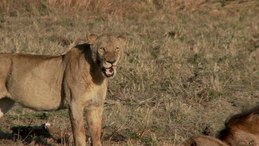 An injured lion walks away from her pride who are feeding on a kill