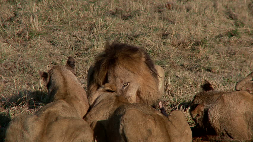 A pride of lions eating a kill