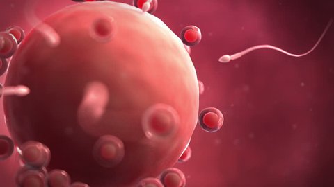 fertilization animation - sperms swimming around a human egg cell