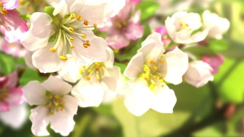 Soon the spring, beautiful 3d animation. see also the new version with butterflies ClipID 9191579