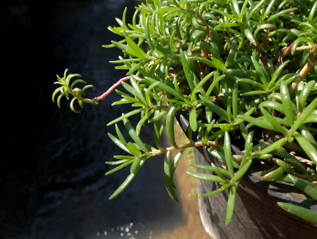 plant at waterfall
