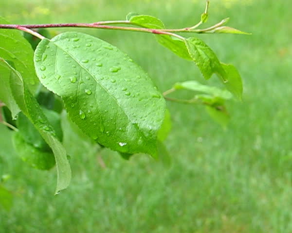 green leaf, rain