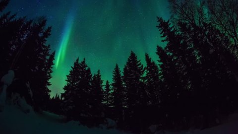 Aurora borealis dancing upon a pine forest in norway