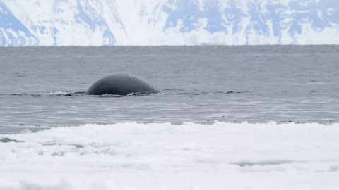 Bowhead whale breaching the water of the Arctic ocean.