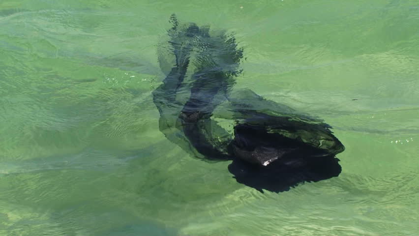 Woman in black swimming in the sea and trying to get her hat.
Woman in black.