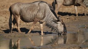 A blue wildebeest (Connochaetes taurinus), drinking water, Pilanesberg National Park, South Africa