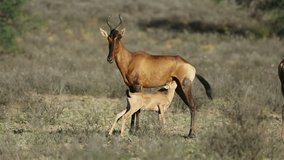 Red hartebeest antelope (Alcelaphus buselaphus) with suckling calf, Kalahari desert, South Africa