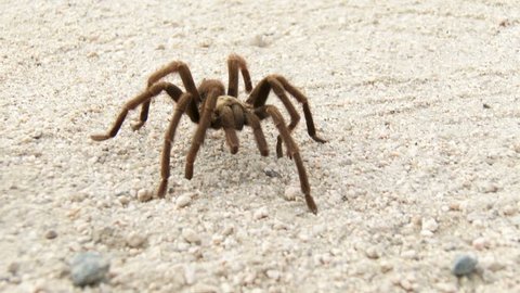 A Desert Tarantula, Aphonopelma Iodium, walks across a dirt road in Joshua Tree National Park