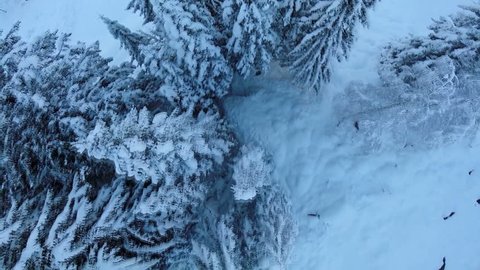 winter snow trees. aerial view fly over. nature: film stockowy