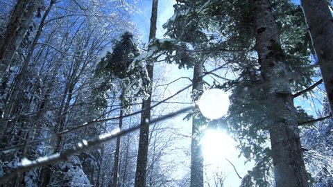 forest snow winter. snow trees. snowing snowy. sunset dusk sunshine. woods nature. slow motion. winter background. romantic wonderland. beautiful environment 