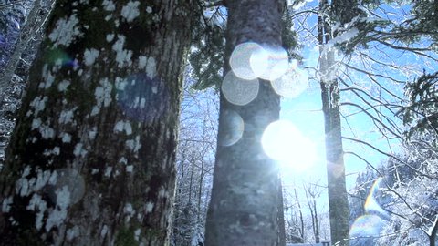 beautiful winter forest. snow trees. snowing snowy. sunset dusk sunshine. woods nature. slow motion. winter background. romantic wonderland. beautiful environment 