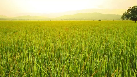  Landscape of rice farm in Thailand.: Crane shot .High quality footage - original size 4k (4096x2304)