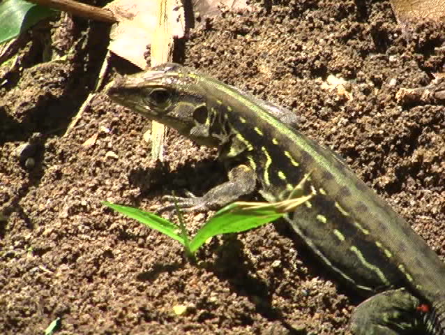 Costa Rica lizard, hanging out.
