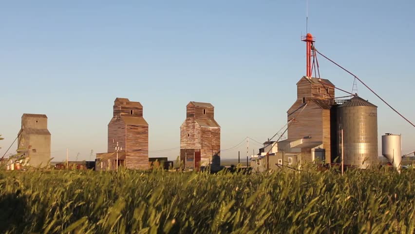 Wheat waves in the breeze near grain elevators in Rapelje, Montana, USA.