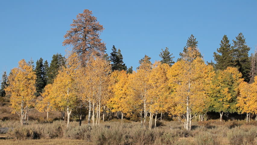 Autumn Colors On Aspen Trees Stock Footage Video (100% Royalty-free
