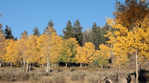 Autumn colors on Aspen trees and pine forest high in the mountains.  Bright yellow golden colors. Blue sky and green pine forest. Pan. 
