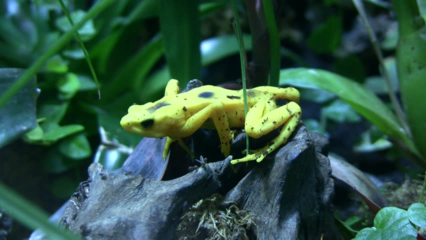 A Panamanian Golden Frog is sitting on some rocks. Shot at the Houston Downtown Aquarium. 
