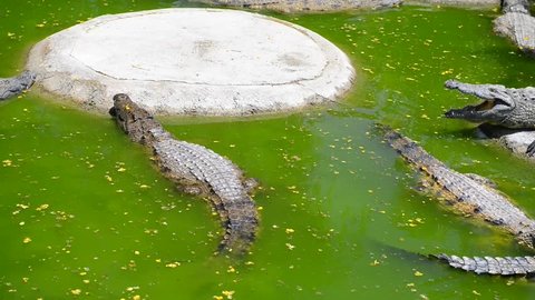 Crocodiles. Crocodile Farm HD video footage 1080p