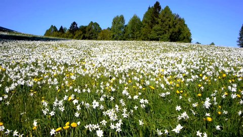 AERIAL: Daffodil Meadow 