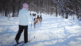 Woman Cross-Country Skiing With Deers in Wild Nature
