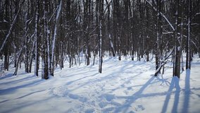 Woman Cross-Country Skiing Alone in Nature
