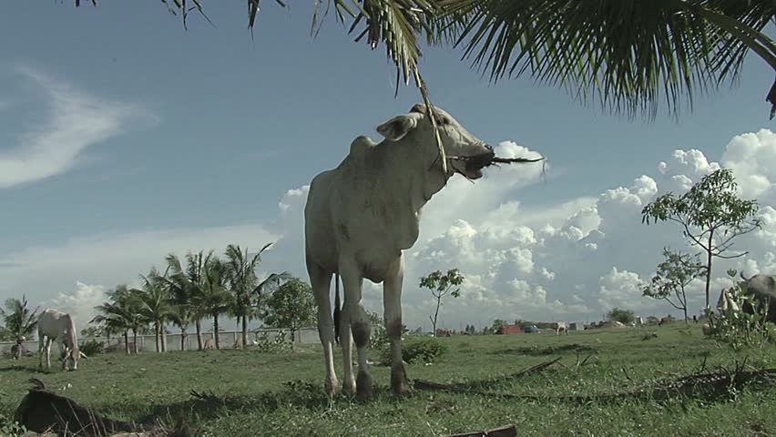 Zebu cow eating